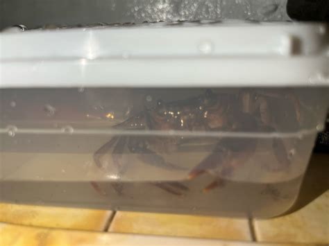 家裡出現螃蟹
